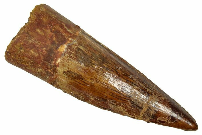 Fossil Spinosaurus Tooth - Real Dinosaur Tooth #353000